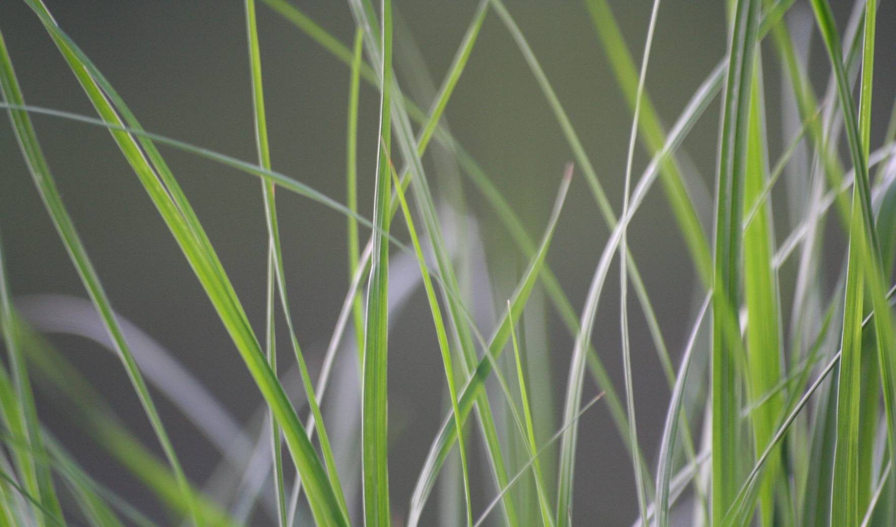 gras.jpg